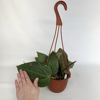 Hoya latifolia - 6" Hanging Basket