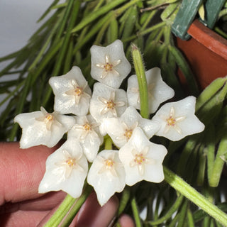 Hoya linearis