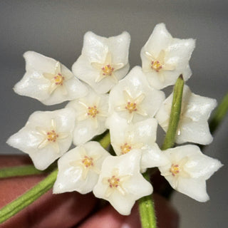 Hoya linearis