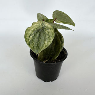 Z-1372 - Peperomia argyreia variegata