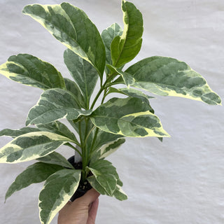 Pseuderanthemum carruthersii var. atropurpureum 'Variegatum'