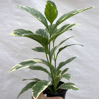 Pseuderanthemum carruthersii var. atropurpureum 'Variegatum'