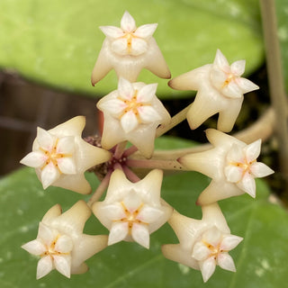 Hoya loyceandrewsiana