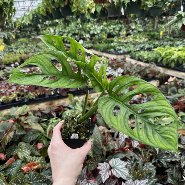 monstera adansonii grande Monstera adansonii (TC)