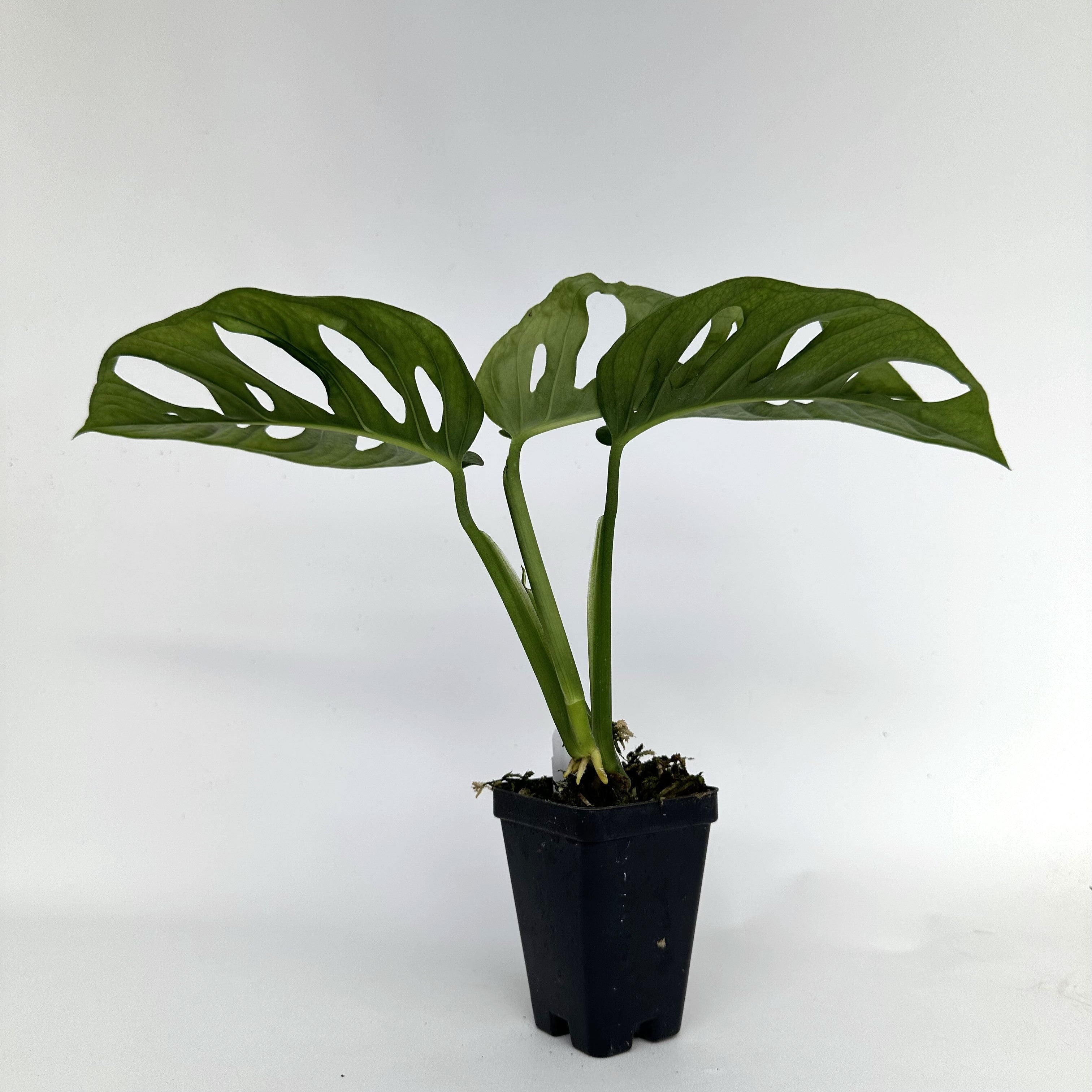 monstera adansonii online Monstera adansonii (TC) – Steve's Leaves