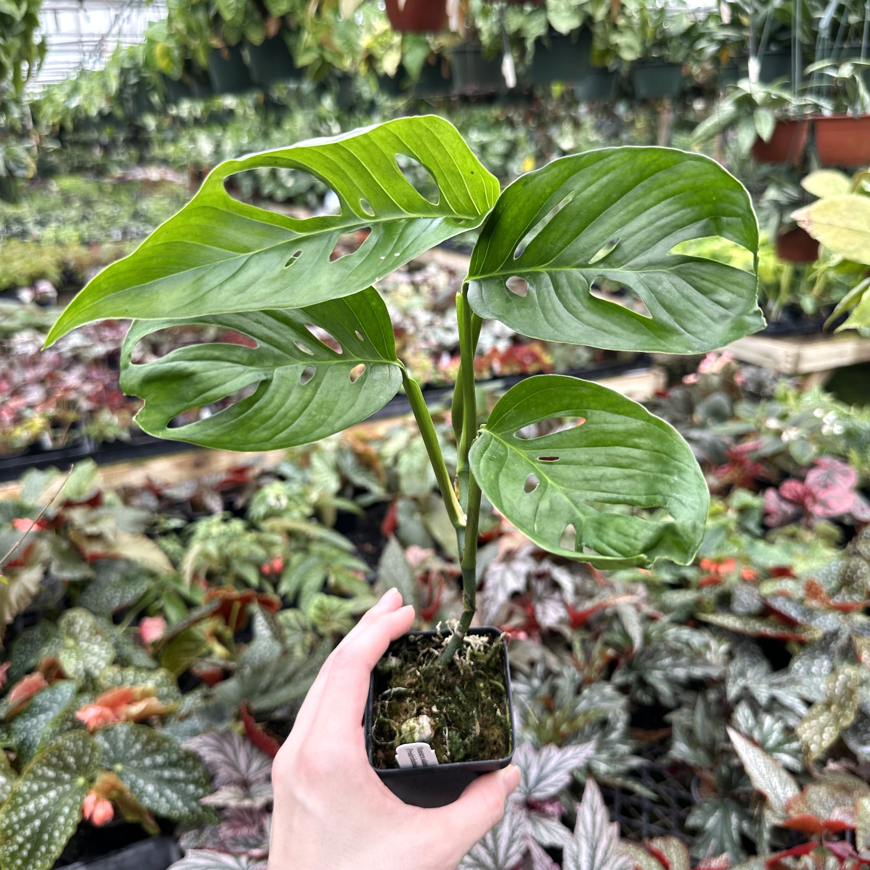 monstera adansonii price philippines Monstera adansonii (Friedrichsthalii)