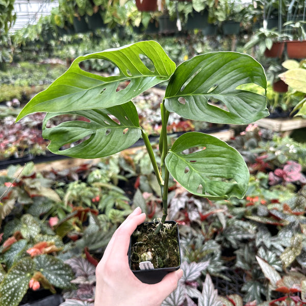 monstera adansonii syn. friedrichsthalii Monstera adansonii (Friedrichsthalii)
