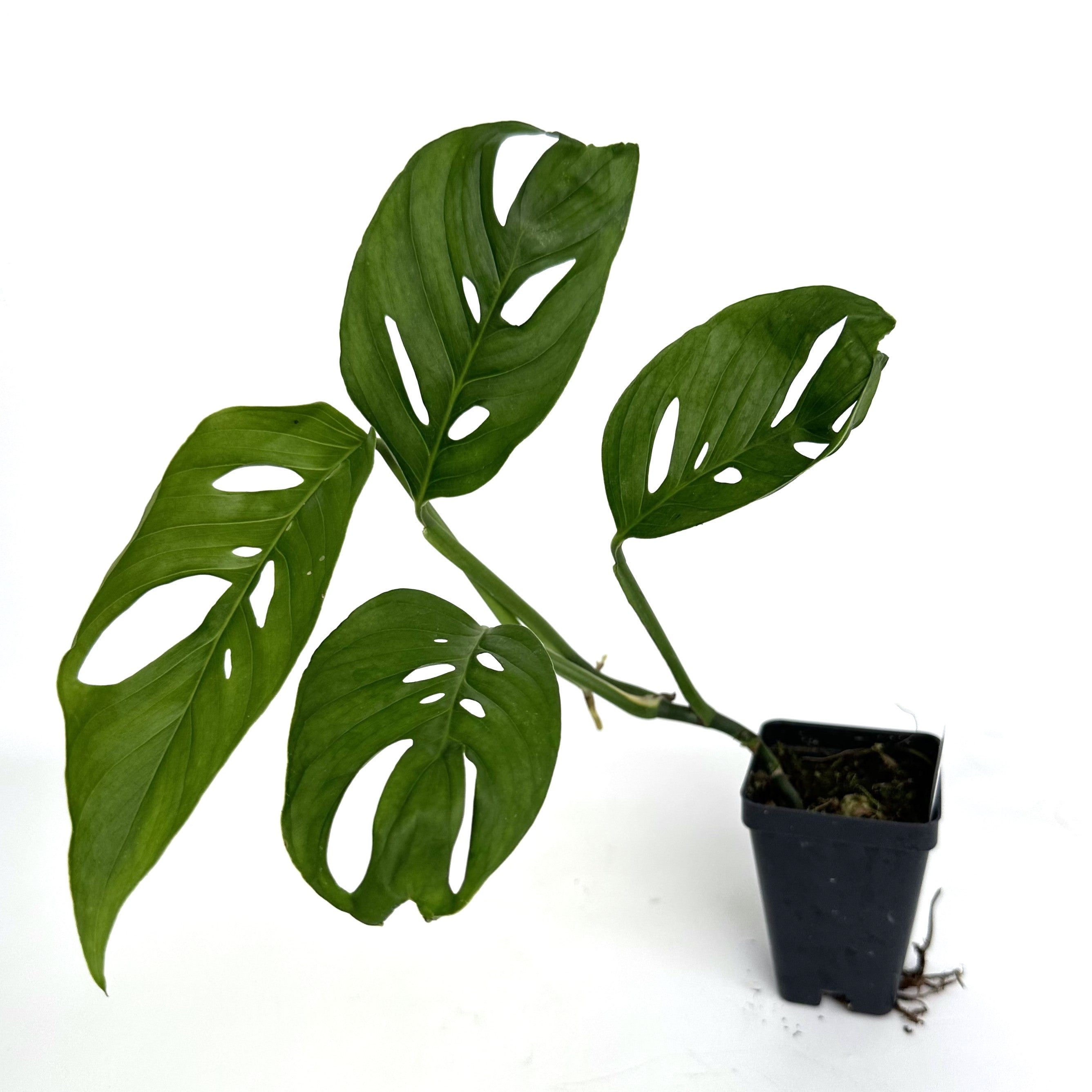 monstera dwyeri Monstera adansonii (Friedrichsthalii) – Steve's Leaves