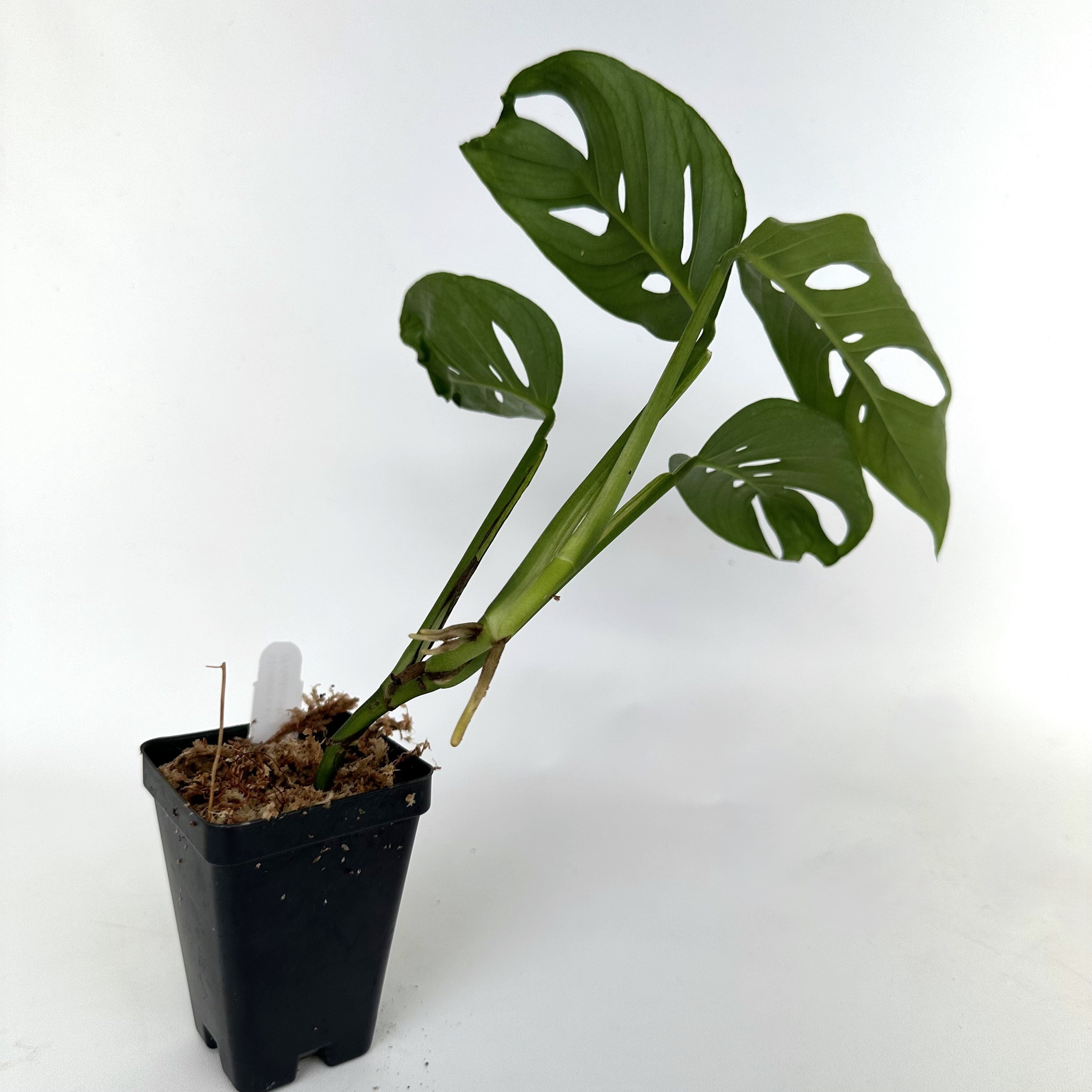 monstera adansonii riego Monstera adansonii (Friedrichsthalii) – Steve's Leaves