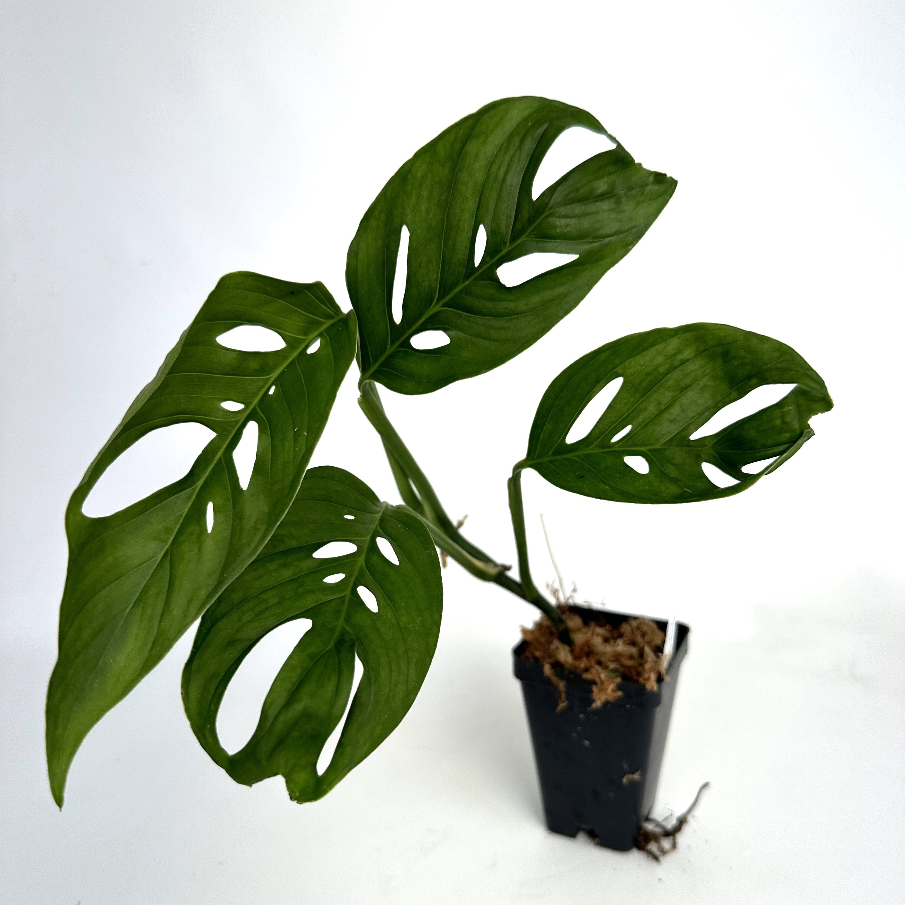 monstera esqueleto vs adansonii Monstera adansonii (Friedrichsthalii)