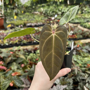 Anthurium 'Amelia's Delight' x 'Prince of Darkness'