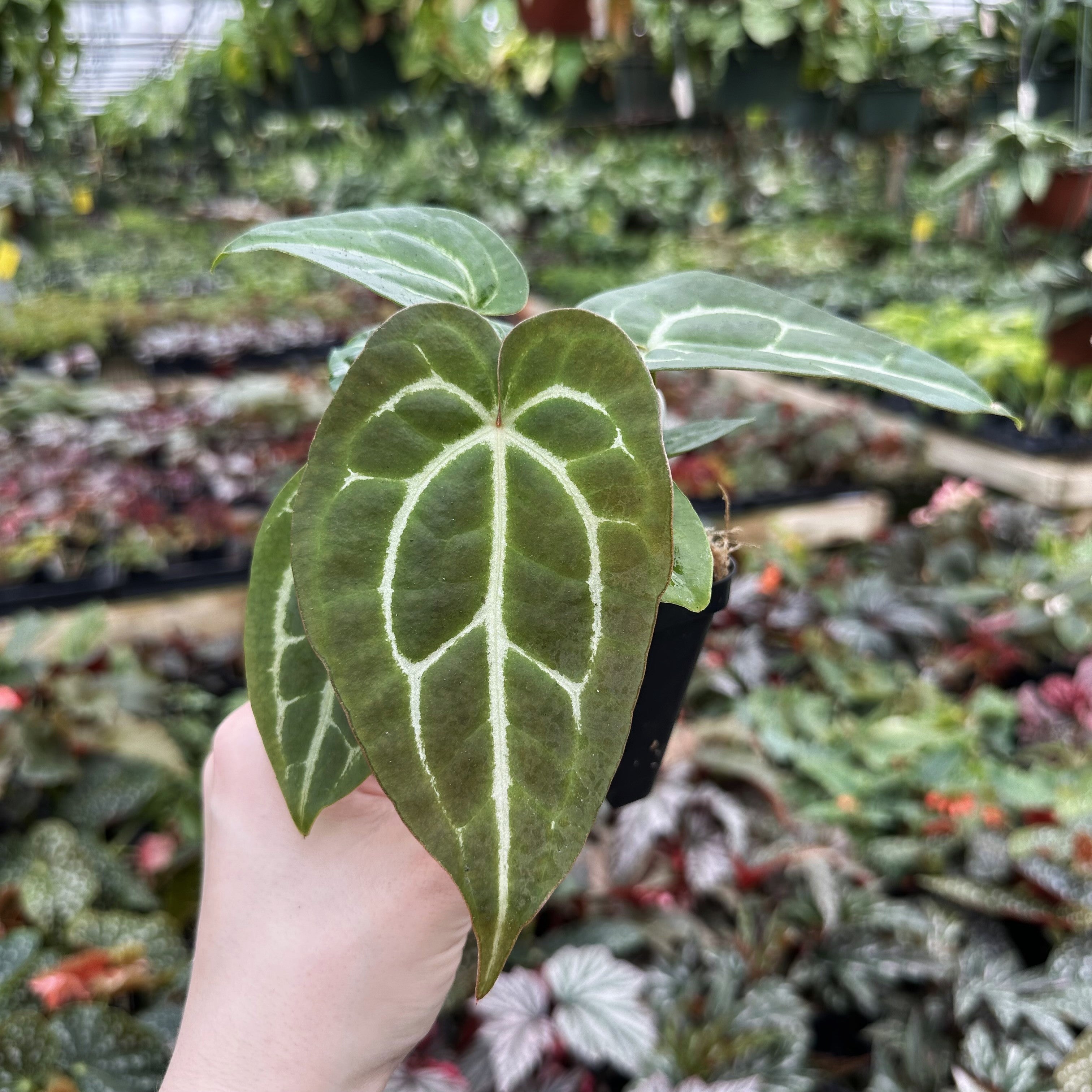 anthurium velvet Anthurium 'Blue Velvet' x crystallinum