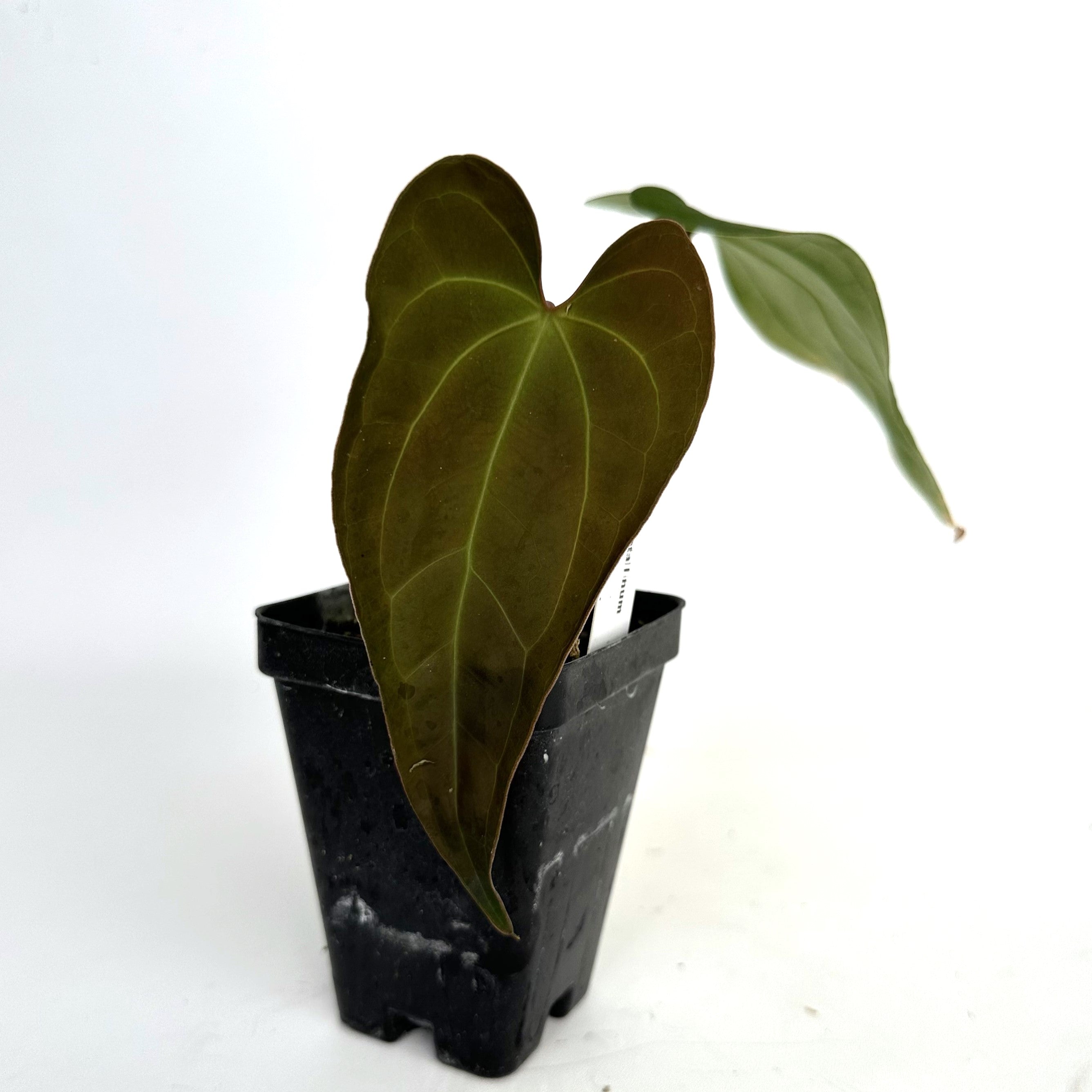 anthurium papillilaminum Anthurium crystallinum x papillilaminum