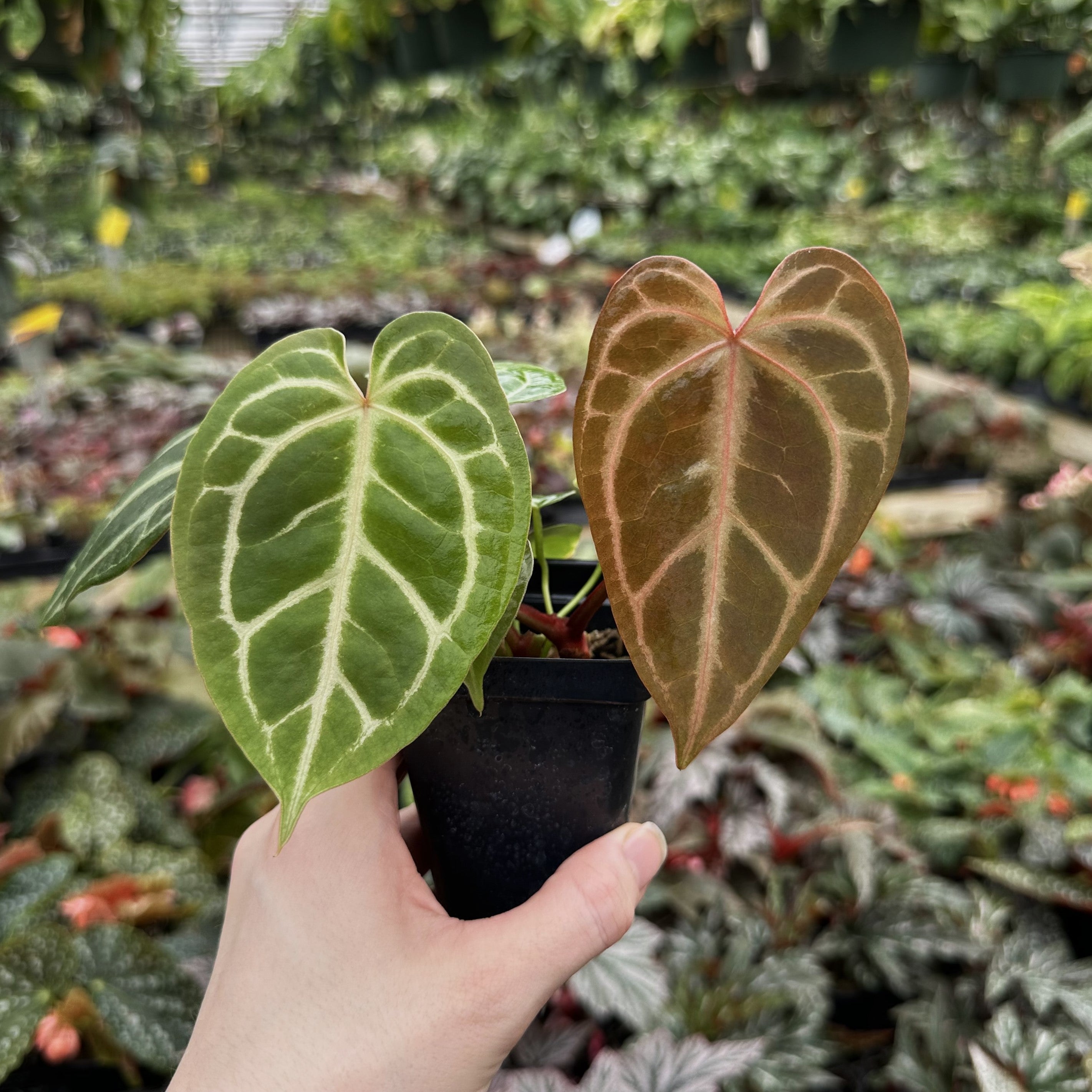 philodendron forgetii Anthurium magnificum/forgetii x ‘Zara’
