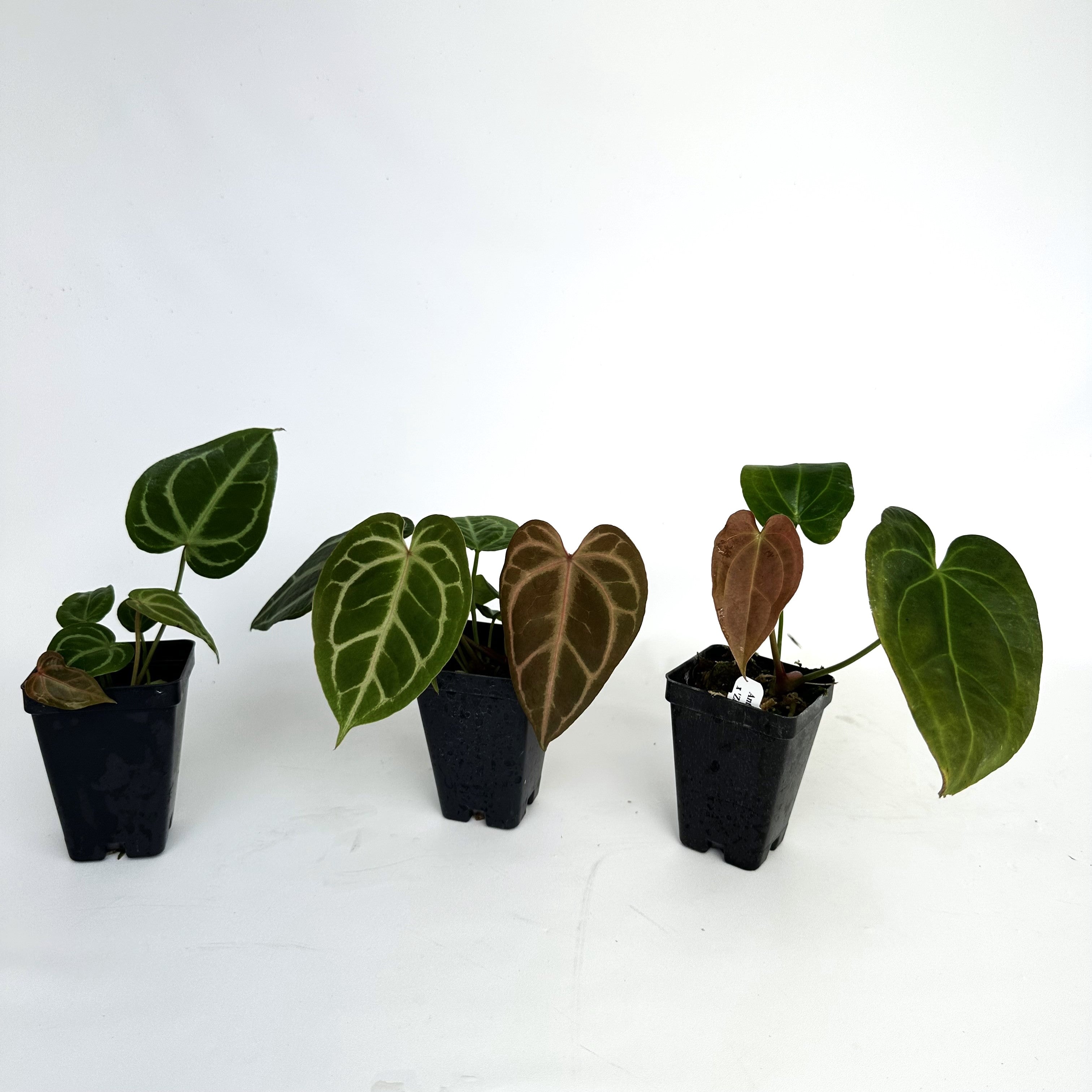 anthurium zig zag Anthurium magnificum/forgetii x ‘Zara’