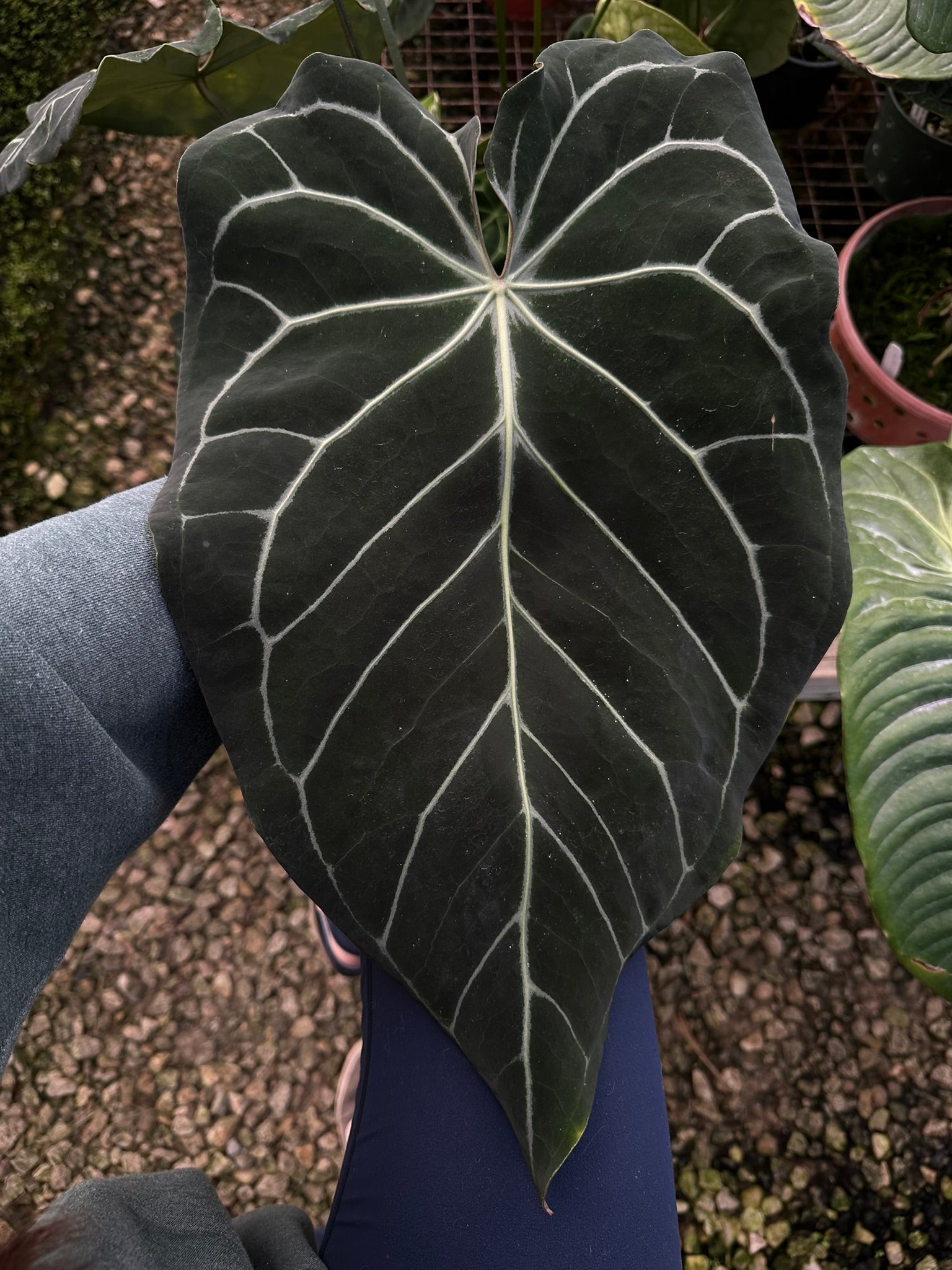 anthurium green savannah Anthurium 'Savannah' x self
