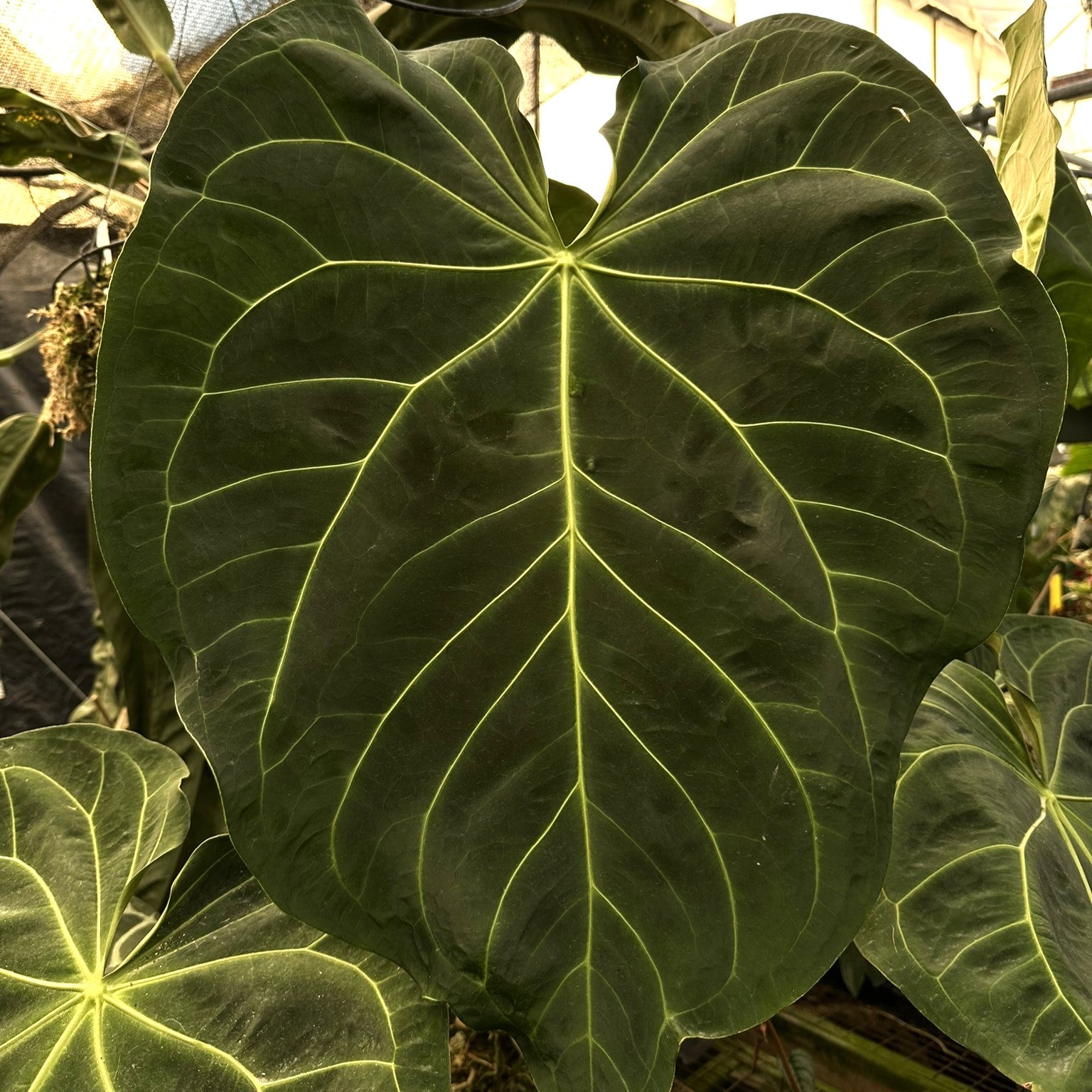 anthurium minecraft pack Anthurium magnificum x self