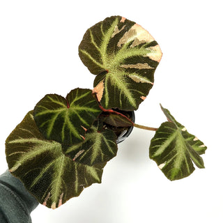 Begonia soli-mutata (variegated) [#996]