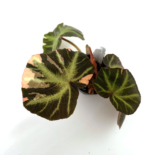 Begonia soli-mutata (variegated) [#996]