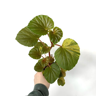 Begonia cucullata (variegated) [#998]