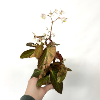 Begonia ‘Withlacoochee’ (Variegated) [#1058]