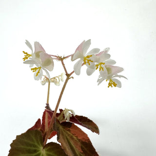 Begonia ‘Withlacoochee’ (Variegated) [#1058]