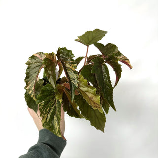 Begonia 'Ginny Galaxy' [#1051]