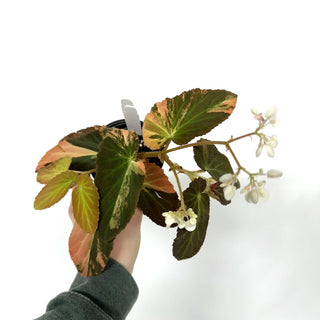 Begonia ‘Withlacoochee’ (Variegated) [#1082]