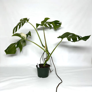 Monstera deliciosa var. borsigiana albo-variegata [#979]