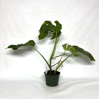 Monstera deliciosa var. borsigiana albo-variegata [#1073] - 2 Plants