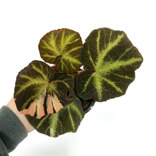 Begonia soli-mutata (variegated) [#1085]