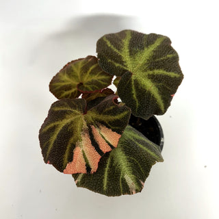 Begonia soli-mutata (variegated) [#1085]