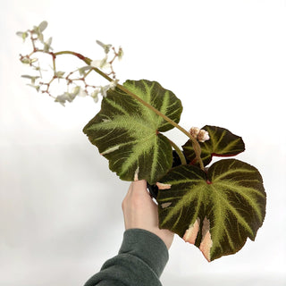 Begonia soli-mutata (variegated) [#1086]