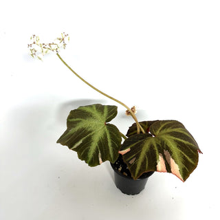 Begonia soli-mutata (variegated) [#1086]