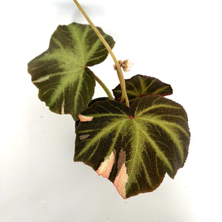 Begonia soli-mutata (variegated) [#1086]