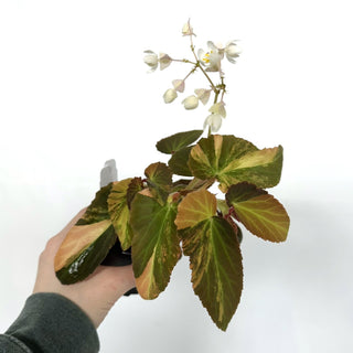 Begonia ‘Withlacoochee’ (Variegated) [#1087]