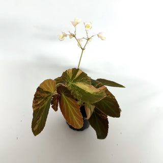 Begonia ‘Withlacoochee’ (Variegated) [#1087]