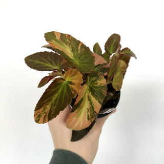 Begonia ‘Withlacoochee’ (Variegated) [#1088]