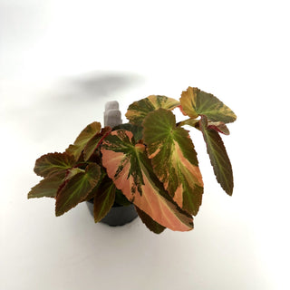 Begonia ‘Withlacoochee’ (Variegated) [#1088]