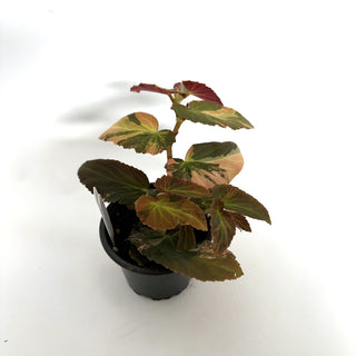 Begonia ‘Withlacoochee’ (Variegated) [#1088]