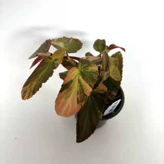 Begonia ‘Withlacoochee’ (Variegated) [#1088]