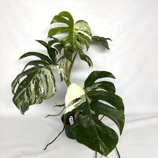 Monstera deliciosa var. borsigiana albo-variegata [#1093]