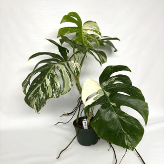 Monstera deliciosa var. borsigiana albo-variegata [#1093]