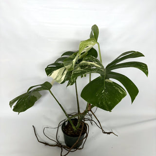 Monstera deliciosa var. borsigiana albo-variegata [#1093]