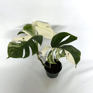 Monstera deliciosa var. borsigiana albo-variegata [#1094]