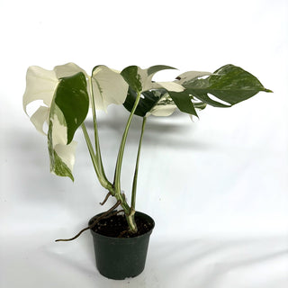 Monstera deliciosa var. borsigiana albo-variegata [#1094]