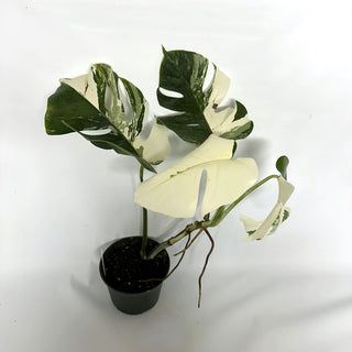 Monstera deliciosa var. borsigiana albo-variegata [#1094]