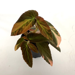 Begonia ‘Withlacoochee’ (Variegated) 
[#797]