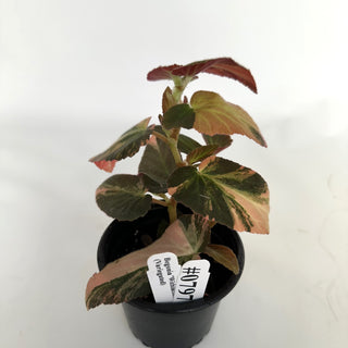 Begonia ‘Withlacoochee’ (Variegated) 
[#797]
