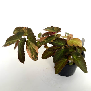 Begonia ‘Withlacoochee’ (Variegated) 
[#798]